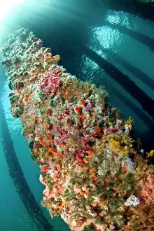 Sponges: Marine Sponges - under the Jetty