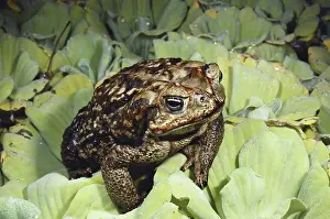 Marinus: Marine Toad