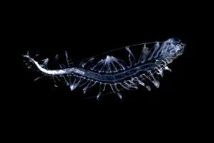 Annelid: Marine worm