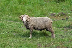 Marino: Marino Ram - on pasture