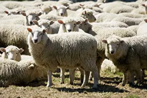 Marino: Marino Sheep - probably the oldest sheep breed in the world