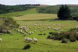Marino: Marino Sheep - probably the oldest sheep breed in the world