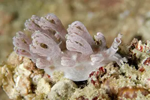 Appendage: Marionia Nudibranch Wainilu dive site, Rinca Island
