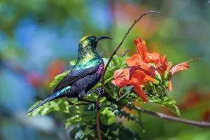 Nectariniidae: Mariqua Sunbird in Kruger National park, South Africa