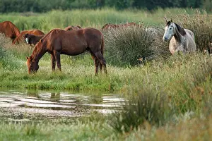Guadalquivir: Marismeno Horse - breed of horse endemic from marshes