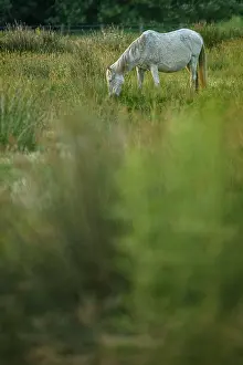 Guadalquivir: Marismeno Horse - breed of horse endemic from marshes