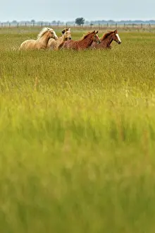 Guadalquivir: Marismeno Horse - breed of horse endemic from marshes