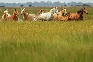 Guadalquivir: Marismeno Horse - breed of horse endemic from marshes