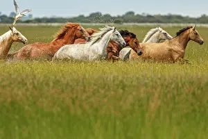 Guadalquivir: Marismeno Horse - breed of horse endemic from marshes