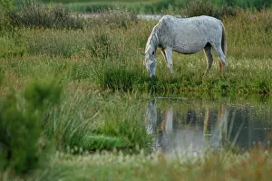 Gallop: Marismeno Horse - breed of horse endemic from marshes