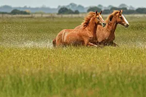 Gallop: Marismeno Horse - breed of horse endemic from marshes