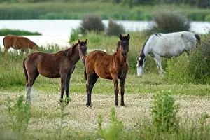 Gallop: Marismeno Horse - breed of horse endemic from marshes
