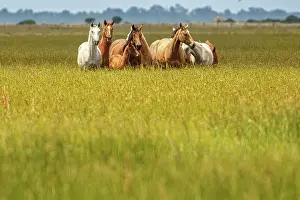 Gallop: Marismeno Horse - breed of horse endemic from marshes