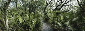 Live: Maritime Forest
