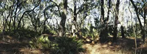 Live: Maritime Forest