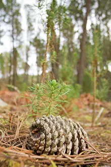 Cones: Maritime Pine - cone next to young trees