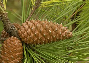 Planted: Maritime pine, planted on sand dunes and native