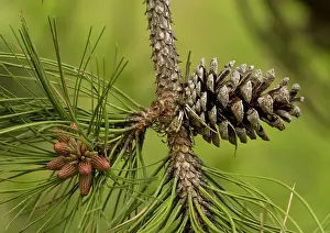 Planted: Maritime pine - planted on sand dunes and native