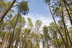Treetops: Maritime Pine Trees - pine forest