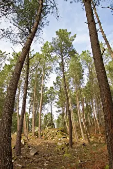 Treetops: Maritime Pine Trees - pine forest