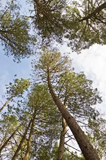 Treetops: Maritime Pine - detail of treetops
