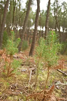 Pinaster: Maritime Pine - young trees