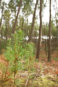 Pinaster: Maritime Pine - young trees