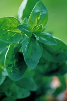 Origanum: Marjoram