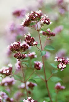 Origanum: Marjoram