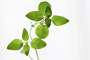 Origanum: Marjoram