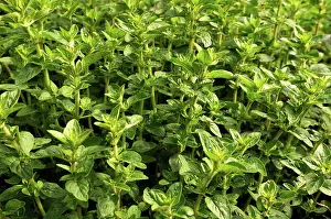 Origanum: Marjoram