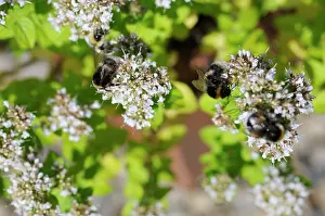 Origanum: Marjoram