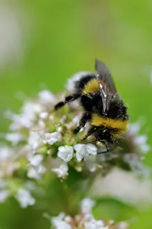Origanum: Marjoram
