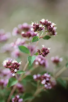 Aromatherapy: Marjoram
