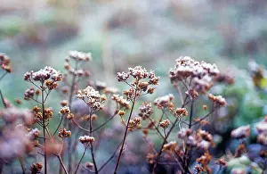 Origanum: Marjoram