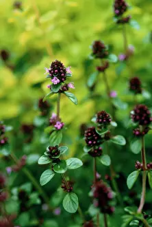 Origanum: Marjoram