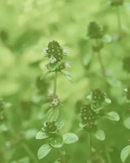 Enhanced: Marjoram