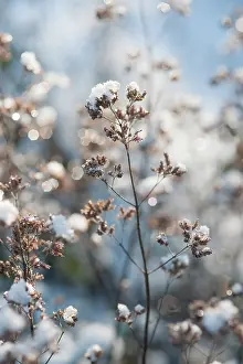 Dainty: Marjoram