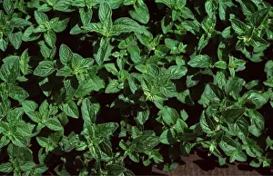 Aromatic: MARJORAM / Oregano - Grown as a herb
