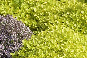 Thyme: Marjoram, Oregano & Thyme, Origanum, Thymus