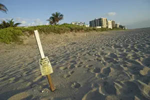Marked: Marked Sea Turtle Nest