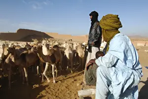 Dromedary: Market Camels Tamanrasset Sahara Algeria