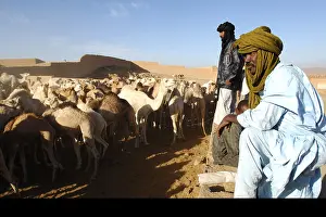Dromedary: Market Camels Tamanrasset Sahara Algeria