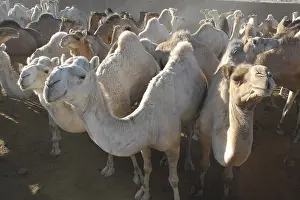 Dromedary: Market Camels Tamanrasset Sahara Algeria