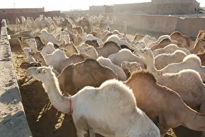 Dromedary: Market Camels Tamanrasset Sahara Algeria