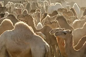Dromedary: Market Camels Tamanrasset Sahara Algeria