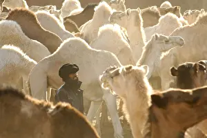 Peoples: Market Camels Tamanrasset Sahara Algeria
