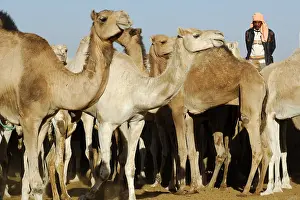 Dromedary: Market Camels Tamanrasset Sahara Algeria