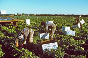 Picked: Market garden lettuce being picked Werribee