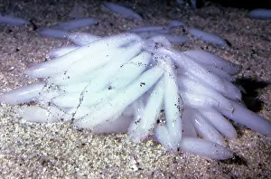 Loligo: Market Squid - eggs